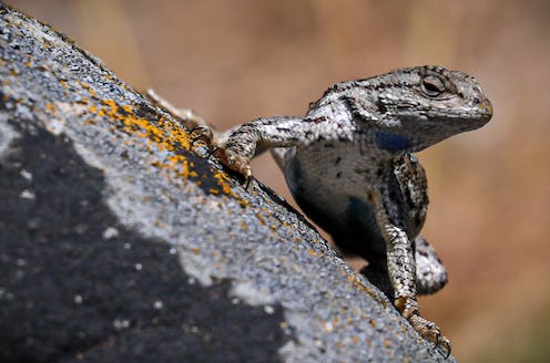 Lizards, fish and other species are evolving with climate change, but not fast enough