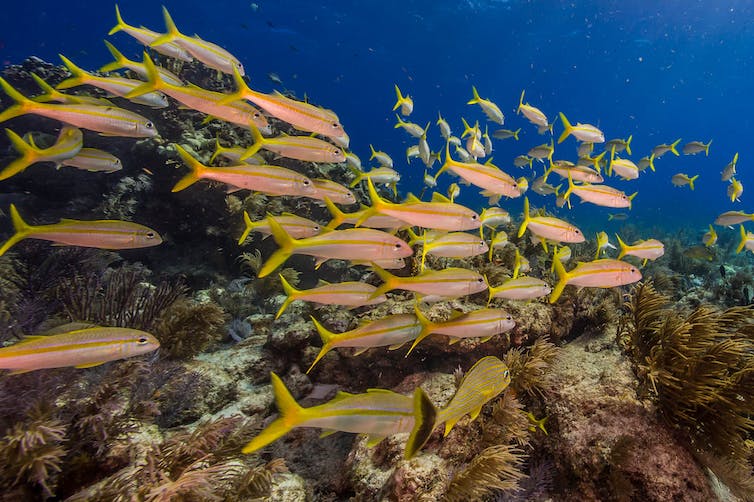 PFAS ‘forever chemicals’ are getting into ocean ecosystems, where dolphins, fish and manatees dine – we traced their origins