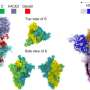 Using large-scale molecular simulations to improve the way we prepare for future COVID-19 variants