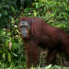 Killings of Bornean orangutans could lead to their extinction
