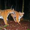 Crime analysis sheds light on tiger poaching in Malaysia