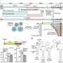 Newly identified SARS-CoV-2 infection pathway provides clues to severe COVID-19 cases and obesity link