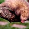 Scientists unearth secrets of the world’s smallest porcupine species