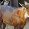 Hunters & habitat loss are key threats to red serow populations in Bangladesh