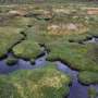 Study suggests link between feral horses and peatland carbon emissions