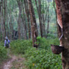 Growing rubber drives more deforestation than previously thought, study finds