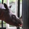 Boost for Sumatran rhino IVF plan as eggs extracted from Bornean specimen