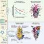 Scientists analyze antibody responses to SARS-CoV-1 and SARS-CoV-2 infections