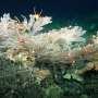 Scientists discover additional healthy deep-sea coral reefs and new seamounts in the Galápagos