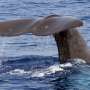 Dominica to create world’s first sperm whale reserve