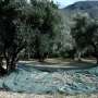 Italy’s olive growers lament poor harvests from extreme weather