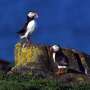 Over half of seabirds in UK and Ireland ‘in decline’: survey