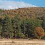 Tree-regeneration decline and type-conversion after high-severity fires likely to cause little forest loss