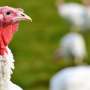 Thousands of turkeys killed in California’s Merced County as officials battle avian flu outbreak