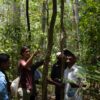 ‘Immense body of knowledge’ at stake in Cambodia’s Prey Lang as deforestation soars