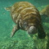 Coordinated community response saves manatees stranded in Colombia