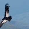 To protect its iconic condors, an entire Bolivian town declared itself a reserve