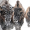 Bringing back the buffalo with director Ken Burns | Mongabay Sessions