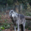 Wolves through the ages: A journey of coexistence, conflict, and conservation