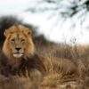 Where do illegal lion parts come from? A new tool offers answers