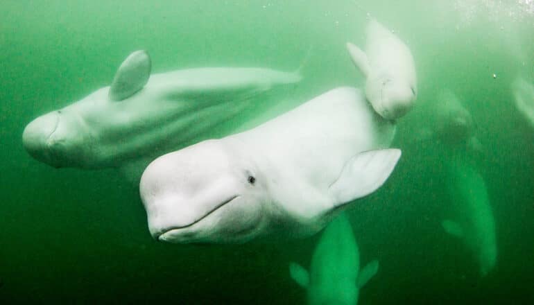 Noisy boats may drown out beluga whale chatter