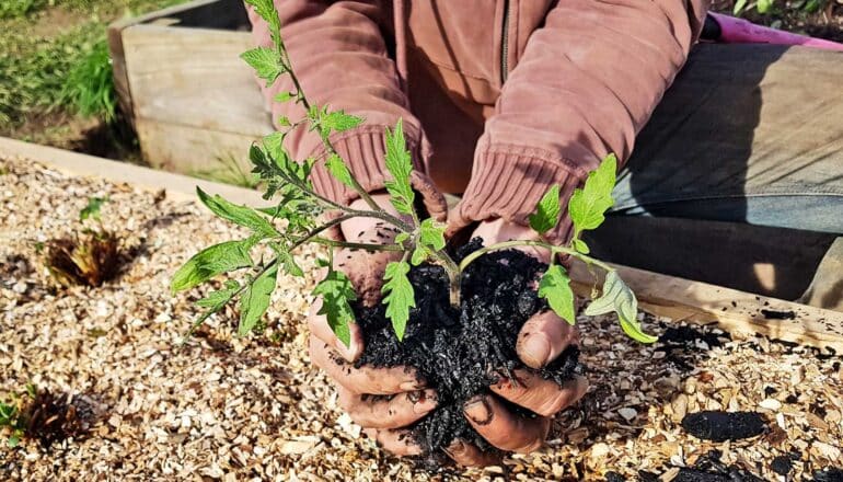 Biochar gives soil a healthy boost