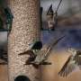 Bird feeding may give humans something to chirp about