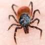 CDC warns of deadly tick-borne illness in people traveling to Mexico