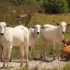 Brazil cattle traceability program to limit deforestation in Pará state