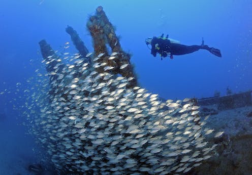 Shipwrecks teem with underwater life, from microbes to sharks