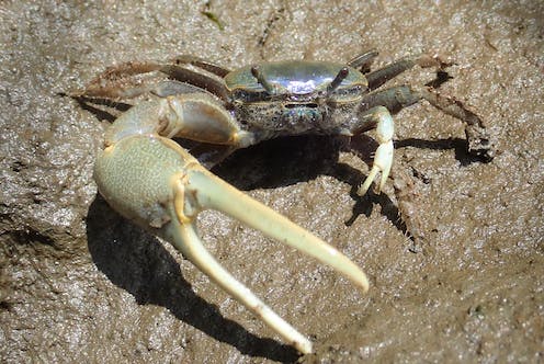 How a thumb-sized climate migrant with a giant crab claw is disrupting the Northeast’s Great Marsh ecosystem