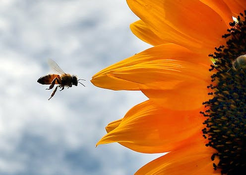 ‘Inert’ ingredients in pesticides may be more
toxic to bees than scientists thought