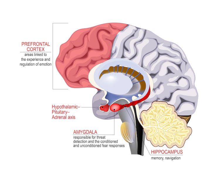 The holidays and your brain – a neuroscientist explains how to identify and manage your emotions