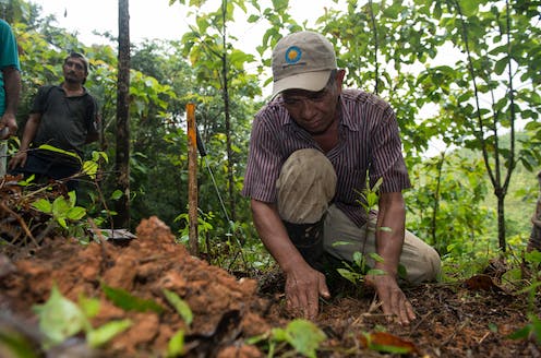 Paying people to replant tropical forests − and letting them harvest the timber − can pay off for climate, justice and environment