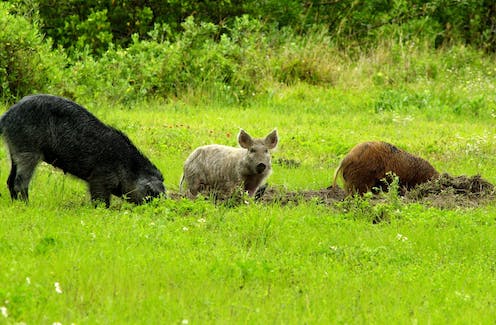 Wild ‘super pigs’ from Canada could become a new front in the war on feral hogs