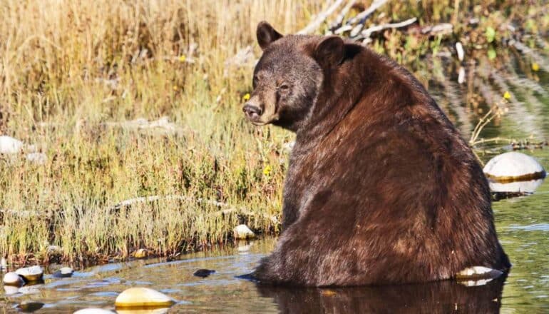 Forests will offer mammals refuge as climate warms