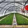 Greenhouse vegetable production emits high levels of nitrous oxide, study finds