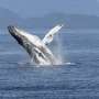 Entanglements of humpback whales in fish farms rare, and naivety could be to blame