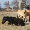 Long-term wildlife impacts at Chornobyl, Fukushima may yield ‘a new ecology’