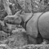 To help beleaguered Javan rhinos, study calls for tree felling, captive breeding