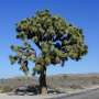 California’s majestic desert must be preserved: This proposal could help