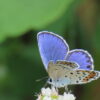 Japanese butterflies take flight by integrating human communities in their conservation