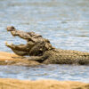 Could mugger crocodiles be brought back from regional extinction in Bangladesh?