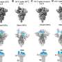 New study highlights COVID-19’s adaptive strategy for infection