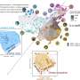 Researchers prove human influence on large herbivore diets during Anthropocene