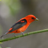 Bird-friendly maple syrup boosts Vermont forest diversity & resilience