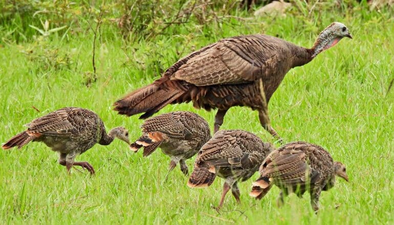 Wild turkey discovery upends conventional wisdom