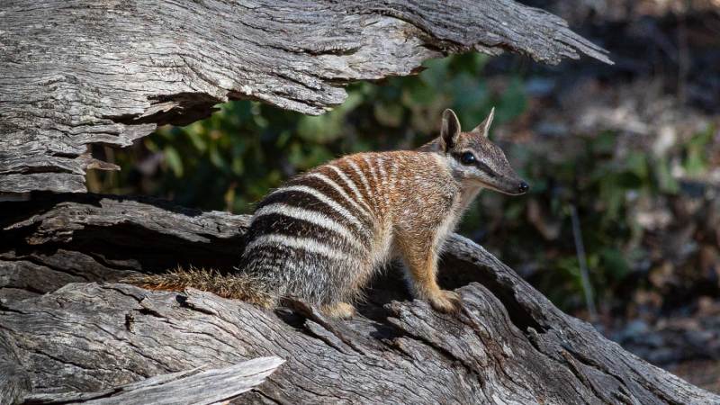 Numbats are built to hold heat, making climate change extra risky for the marsupials