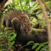 Conservationists aim to save South America’s super tiny wild cat, the guina