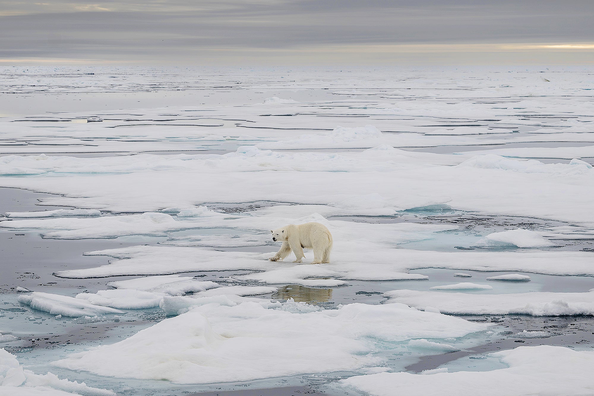 From Wildfires to Melting Sea Ice, The Warmest Summer on Record Has Had Cascading Effects Across the Arctic